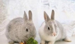 网红吃瓜小兔子图片高清,萌态十足高清美图来袭！